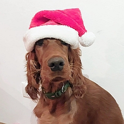 Ruby wünscht fröhlichen Advent!