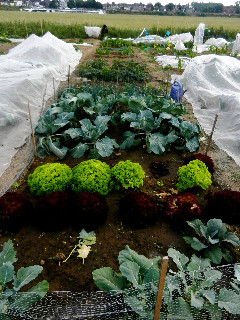 Der neue Zaun steht - Schutz für unser prachtvolles Gemüse.