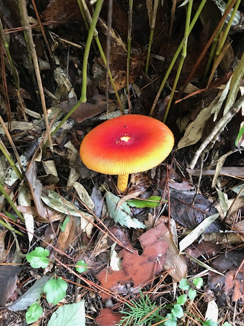 天狗茸