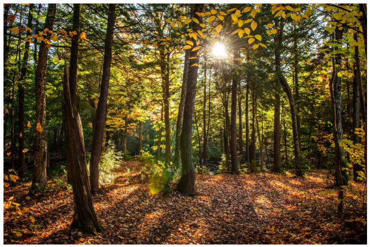 Réduisez vos impôts grâce aux forêts !