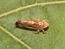scaphoideus titanus