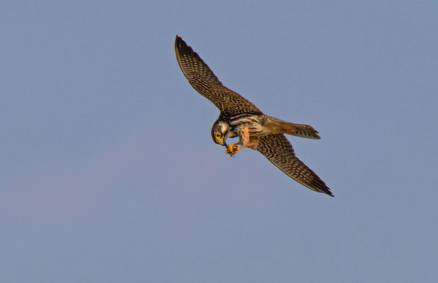 Baumfalke
