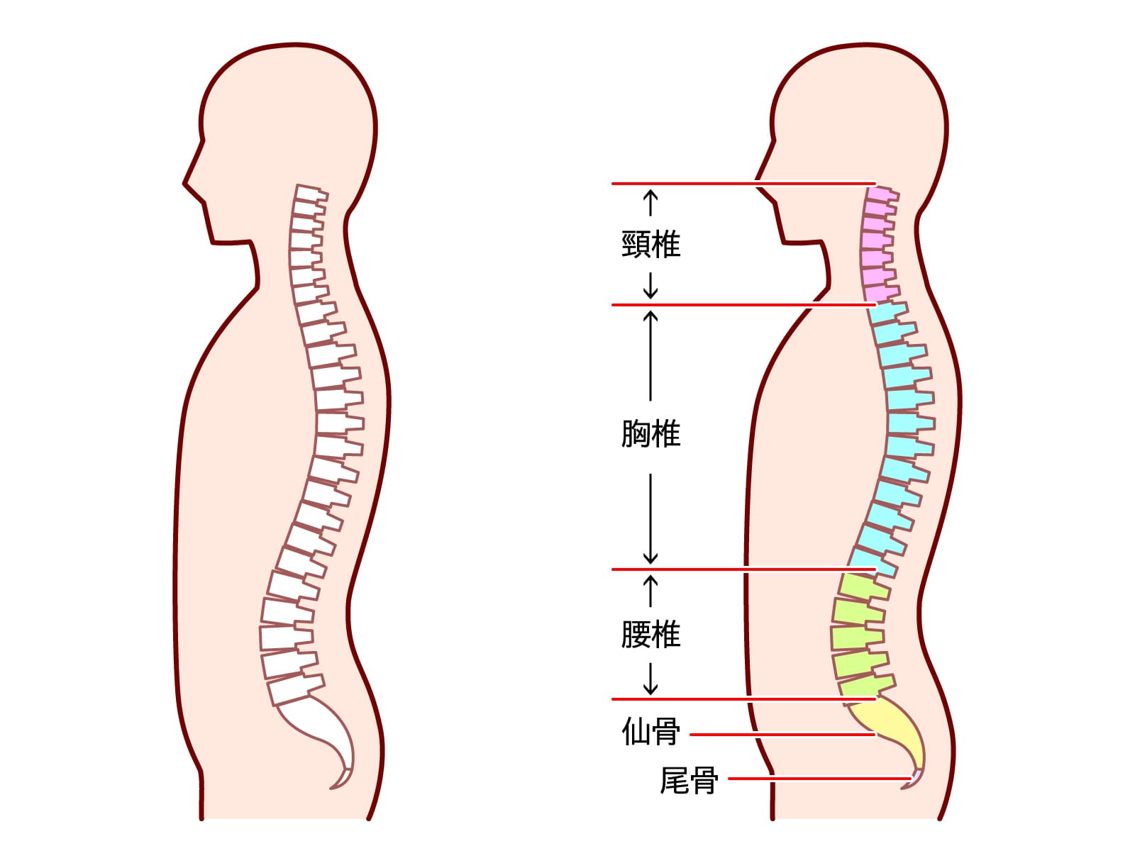 その腰の違和感、実は「姿勢のバランス崩れ」がサインかも？腰を健やかに保つコツ
