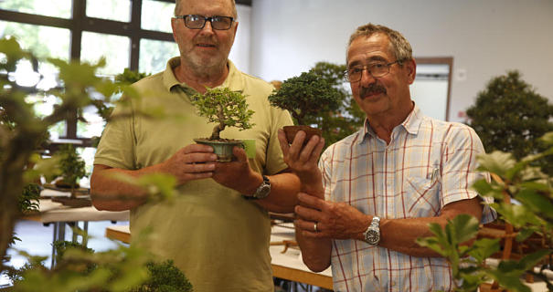 Ein Bonsai ist eine Lebensaufgabe - frankfurter-bonsai-freunde