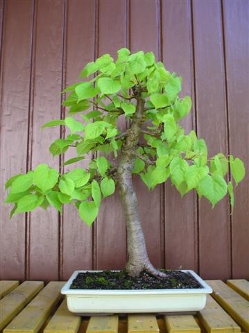 Winterlinde - frankfurter-bonsai-freunde