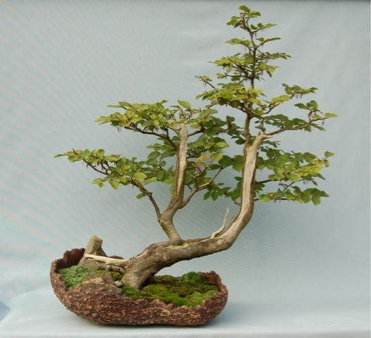 Bilder von Karl Hinterseer -Teil 2- - frankfurter-bonsai-freunde