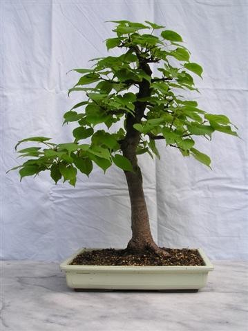 Winterlinde - frankfurter-bonsai-freunde