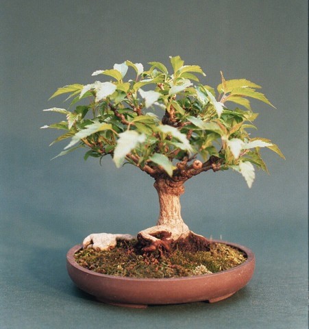 Feuerahorn - frankfurter-bonsai-freunde