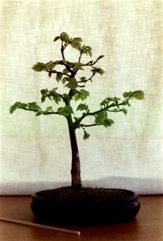 bonsai plastic tree Pink