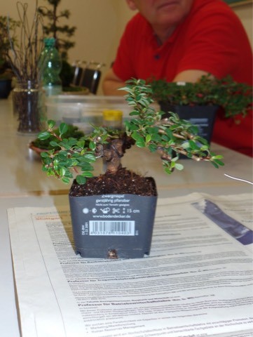 Felspflanzung einer Zwergmispel - frankfurter-bonsai-freunde