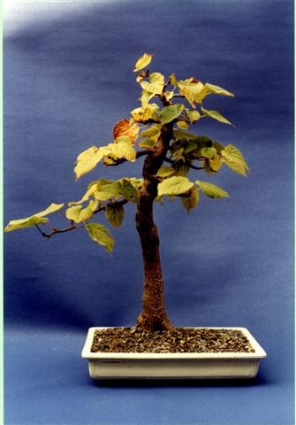 Winterlinde - frankfurter-bonsai-freunde