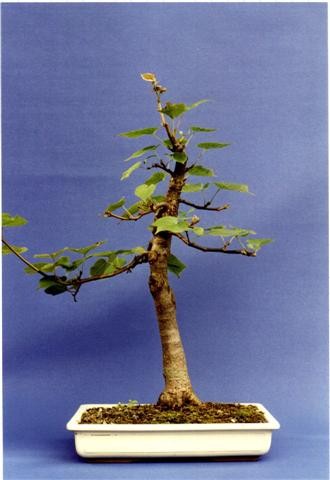 firma bonsai Ficus Ginseng Bonsai | Vancouver Indoor Plant Store main image 1