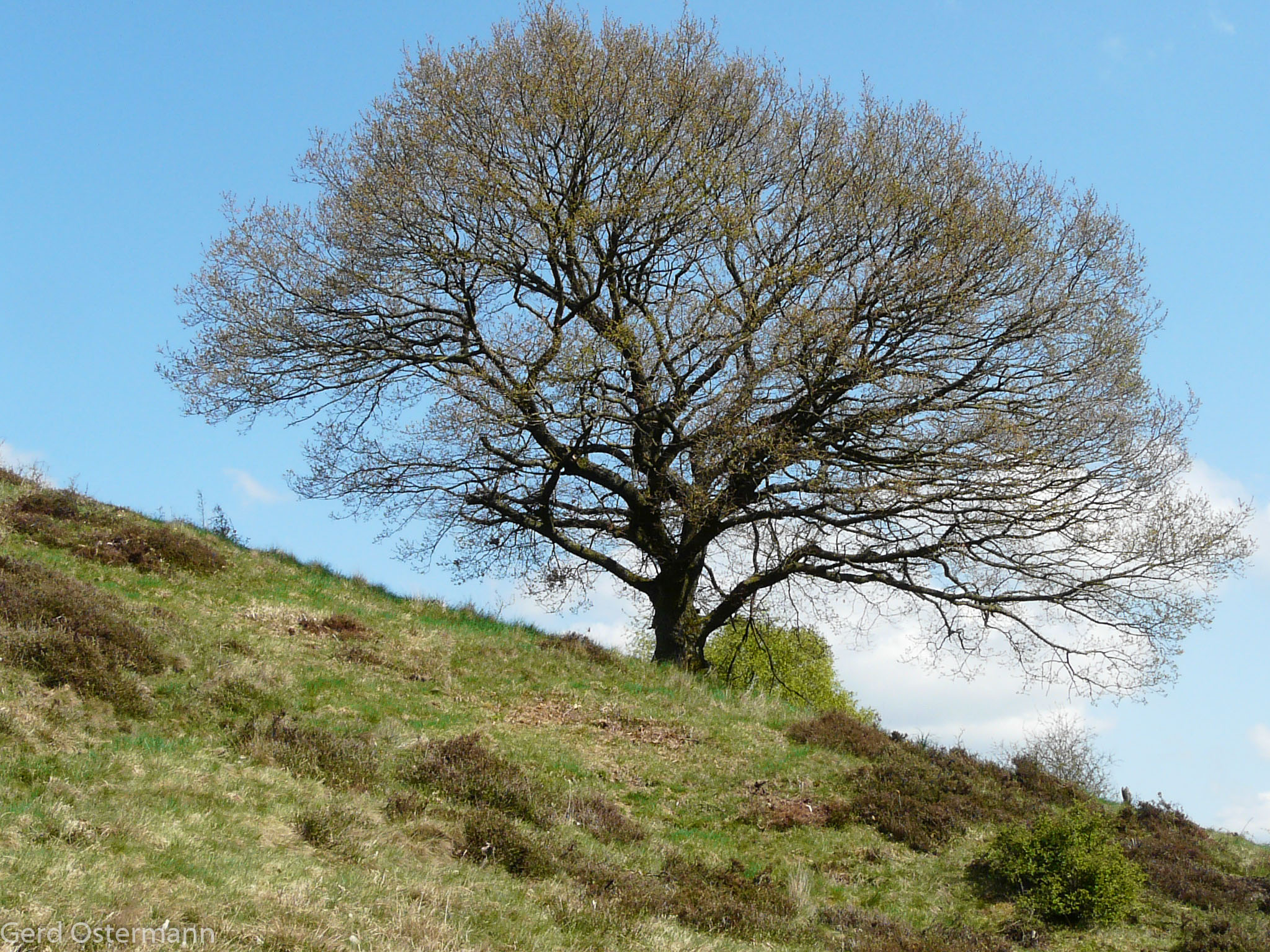 Rengener Heide