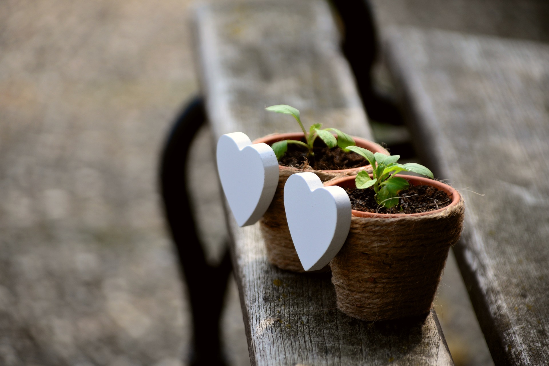 Der Garten im Januar