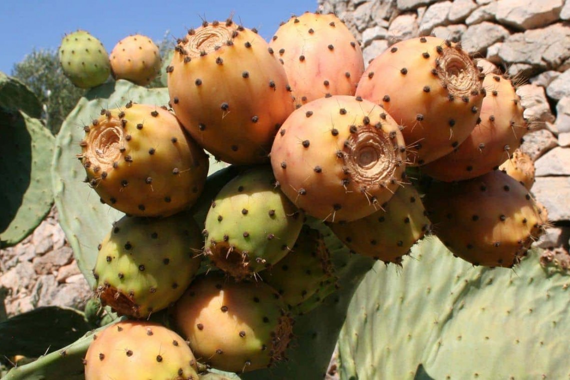 Lecce 8 - View over the garden