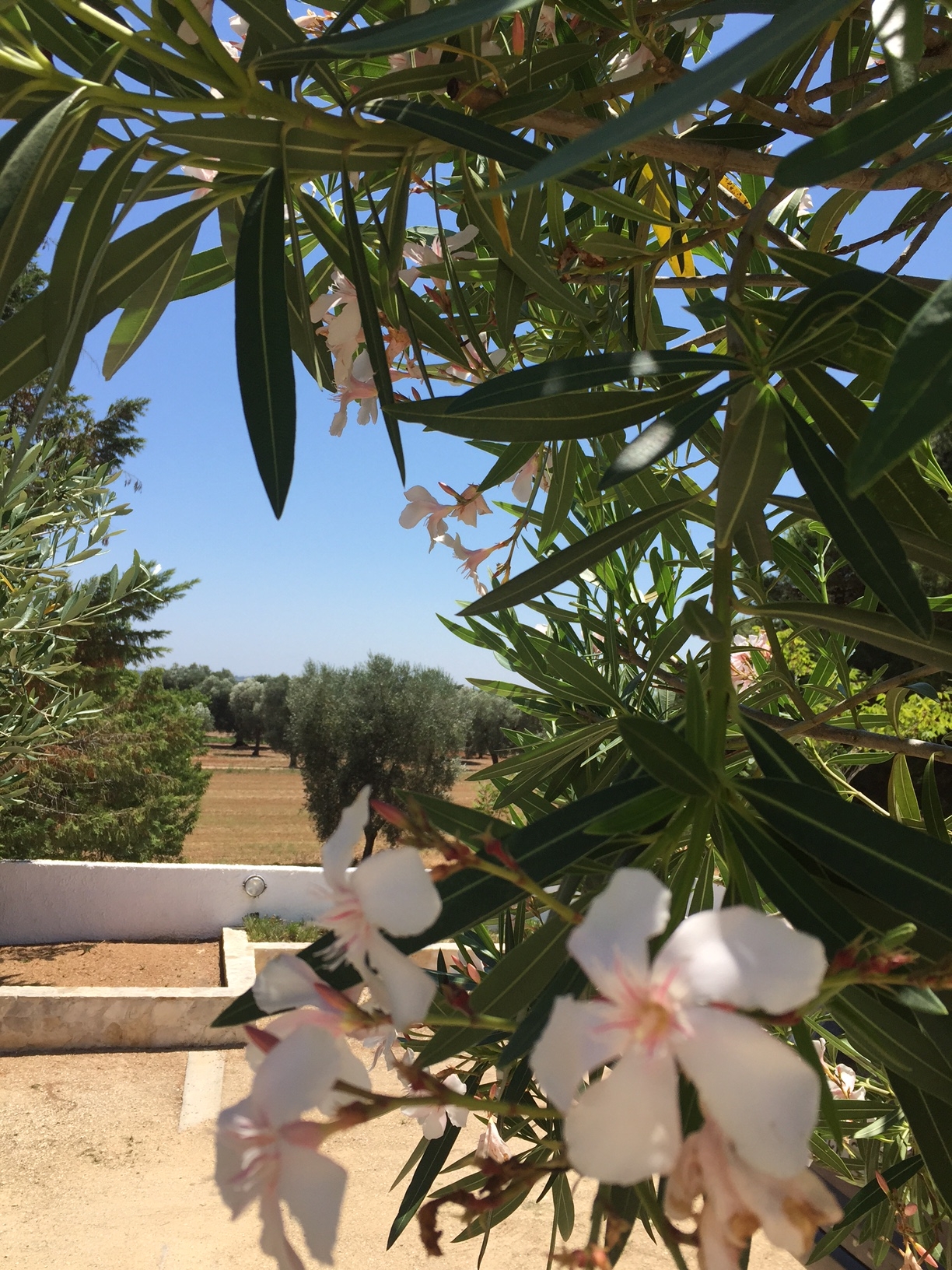 Lecce 6 - Vue sur les oliviers et le jardin