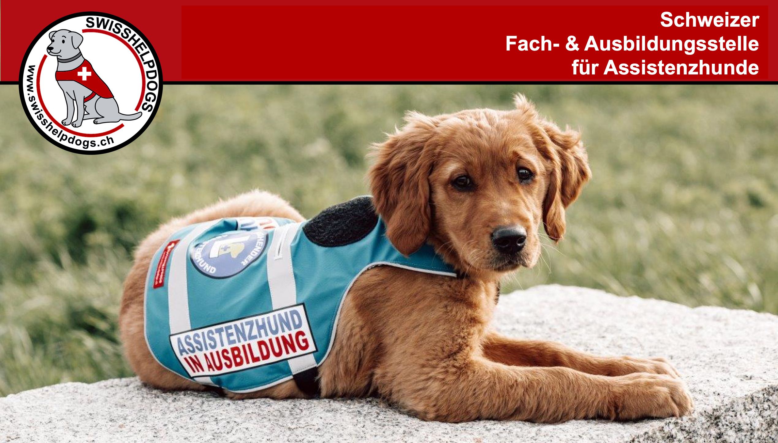 (c) Swisshelpdogs.ch