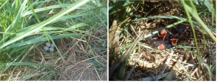 Hecken sind Lebensraum für viele Vogelarten: hier ein Nest der Goldammer in dichter Vegetation unter den Heckensträuchern.