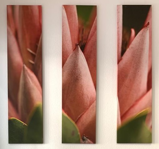 Makro-Foto-Triptychon: Foto auf Leinwand 3 x 40 x 160 cm, Leasing 35,- €/Monat, Kaufpreis 950,- €
