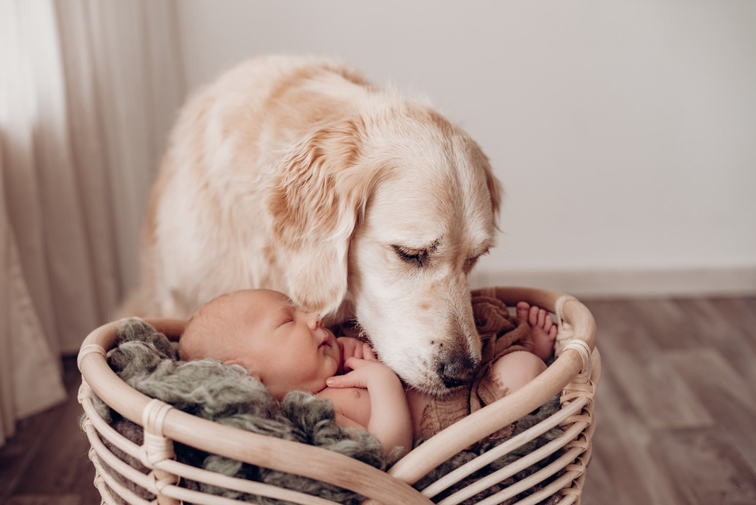 Neugeborenenshooting mit Hund im Studio in Poppenbüttel