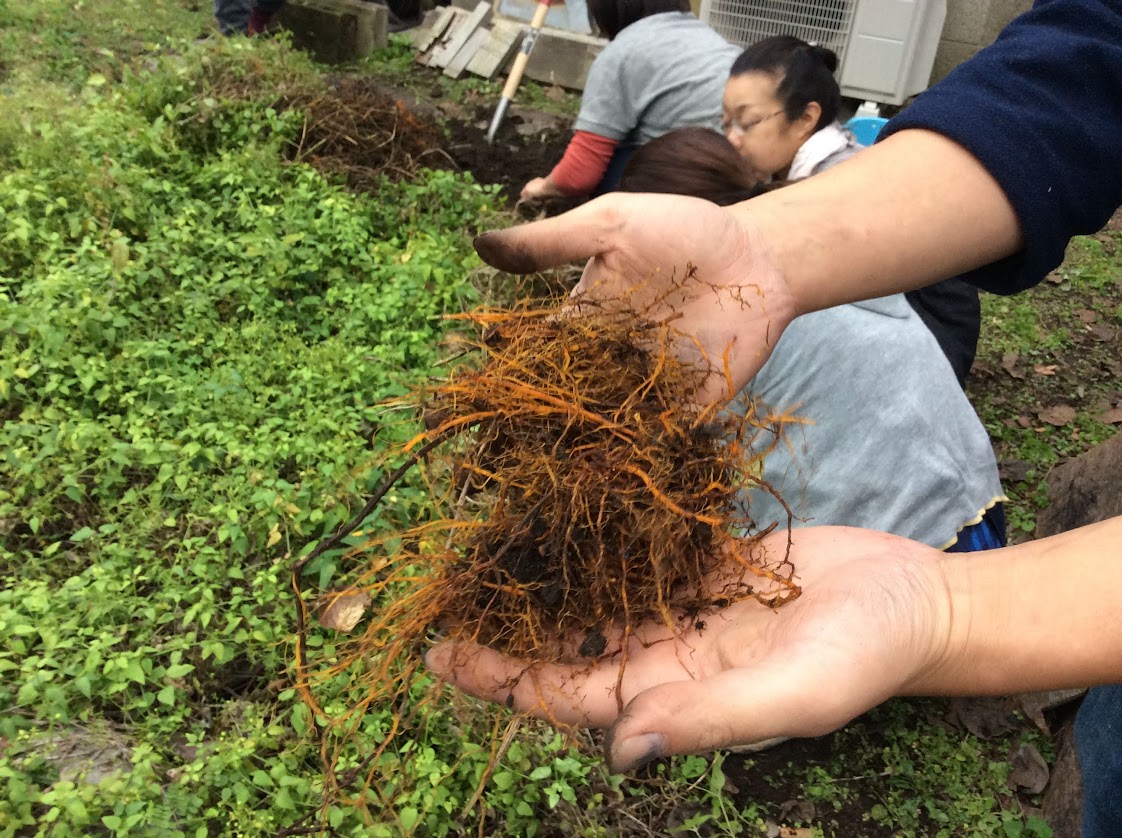 日本茜を使った草木染め教室のお知らせ