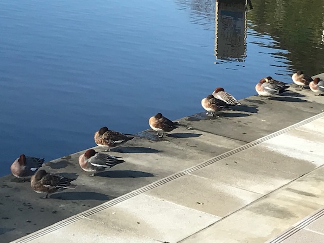 水鳥も心を和ませてくれます