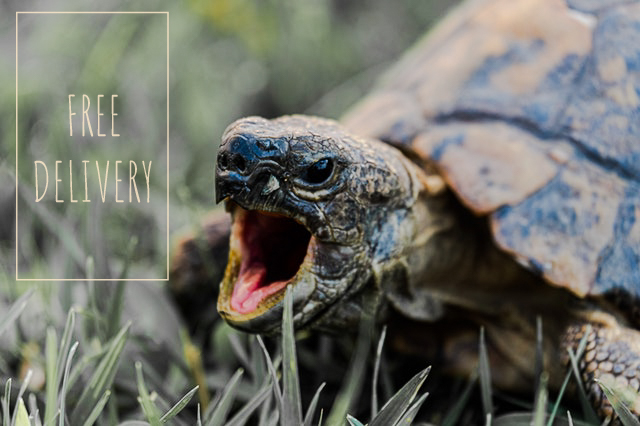 Turtle excited with mouth open next to box with the text "Free Delivery"