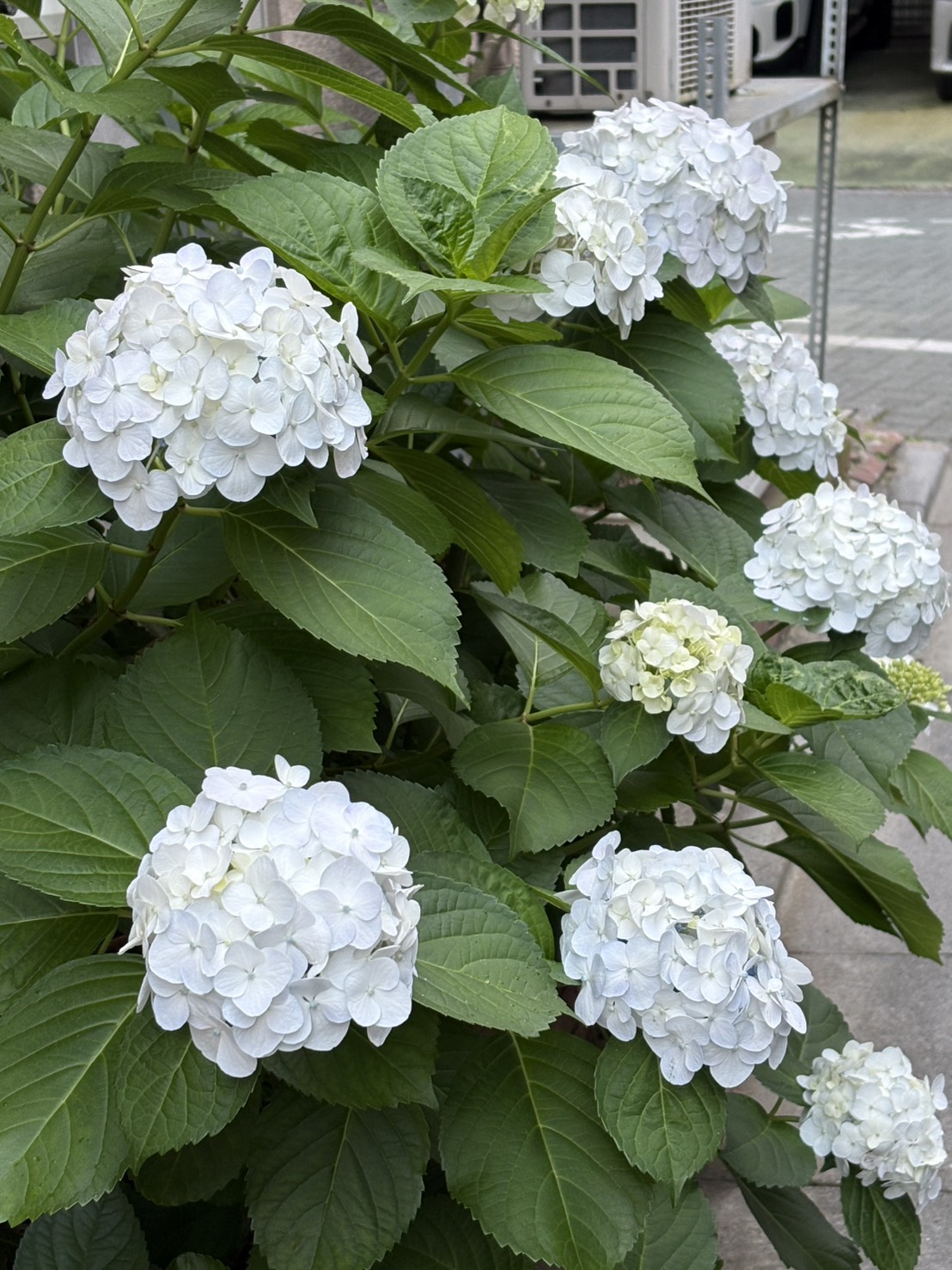 魁（さきがけ！！）