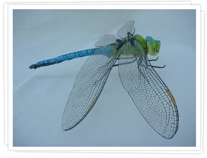 Maquette d'Anax Imperator.