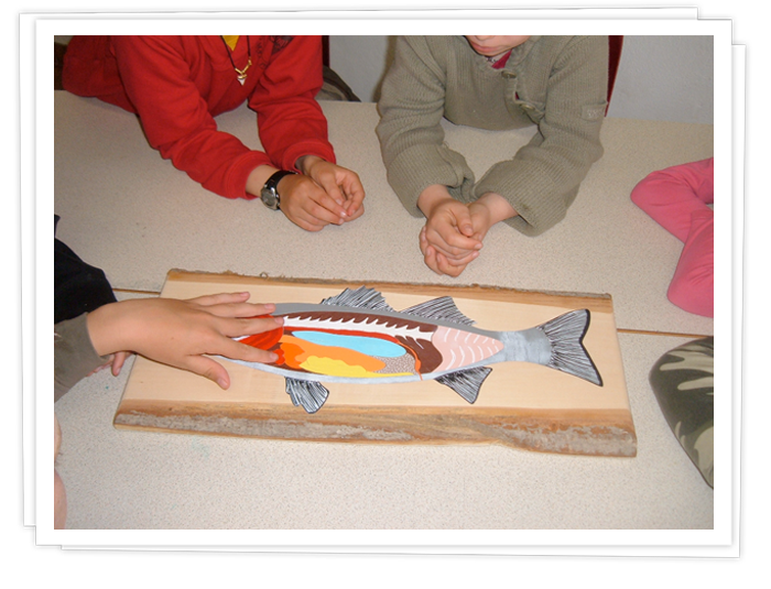 Puzzle écorché d'un poisson osseux, le bar.