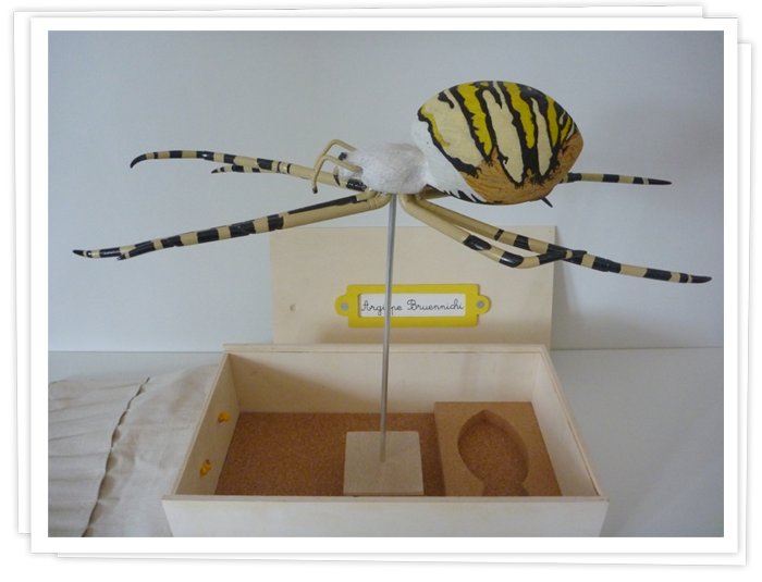 Maquette de l'argiope frelon.