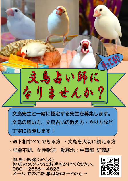 文鳥占い師になりませんか？
