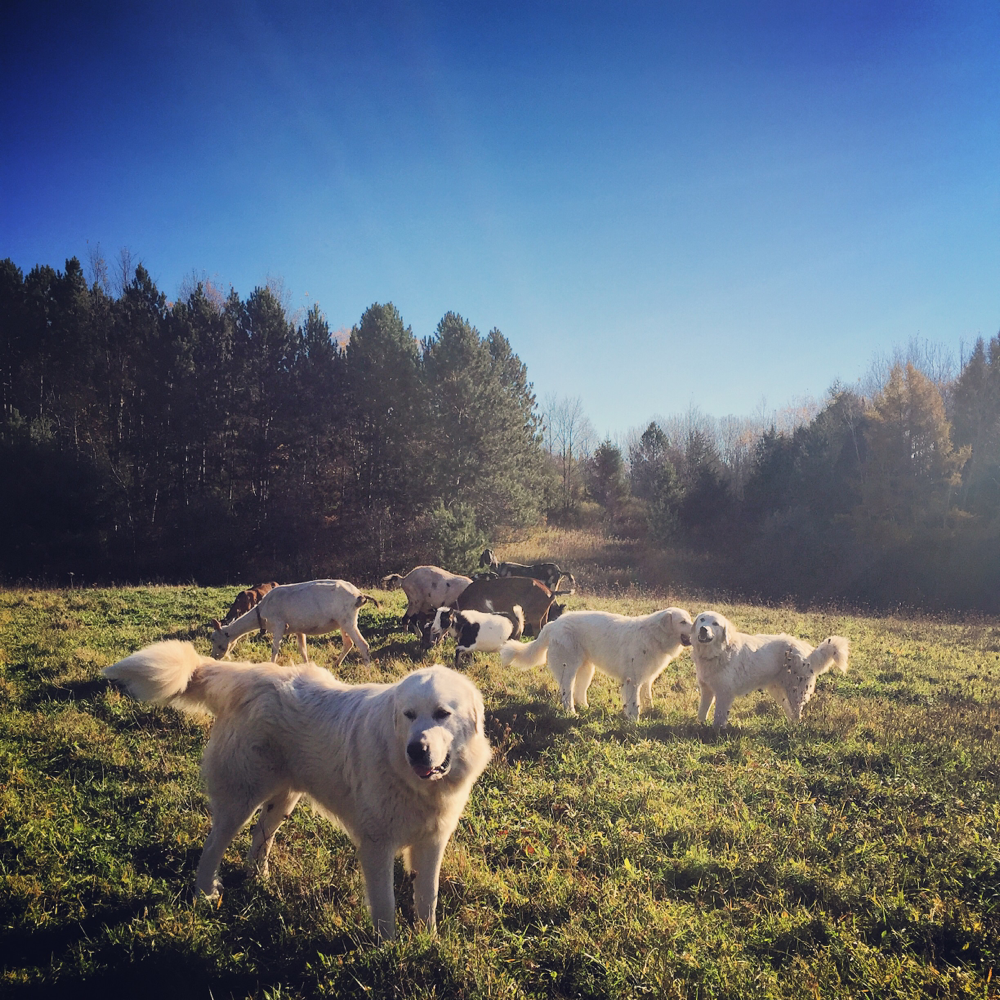 This photo was featured by AKC in an article about working Great Pyrenees. 