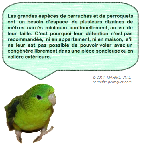 Favorisez l'adoption de petites espèces de perruches et perroquets, et non pas des grandes, qui souffriront plus facilement de la captivité.