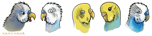http://kanis-major.deviantart.com/art/Budgie-Expressions-335443218