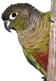 Conure Molinae