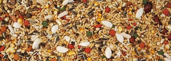 Alimentation pour perroquets