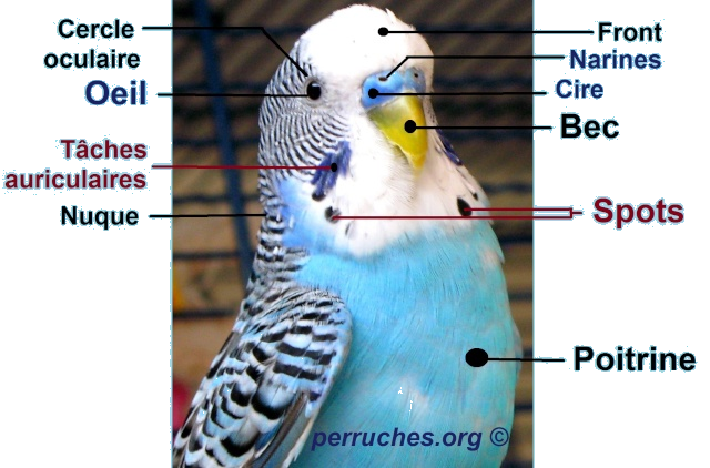 Anatomie de la perruche