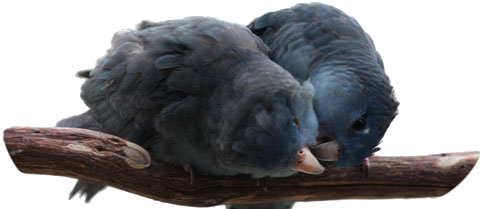 Perruches Catherine (Lineolated parrot)