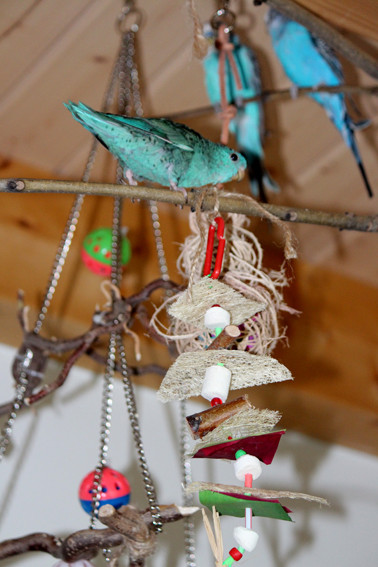 Perruche Catherine (Samy), Carol Bussinger.