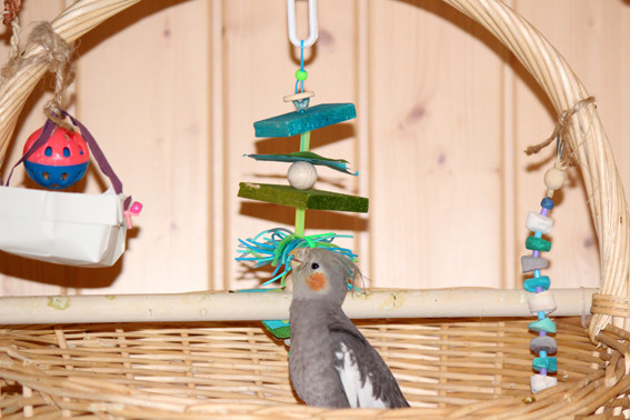 Calopsittes élégantes (Kiko et Cody), Carol Bussinger.