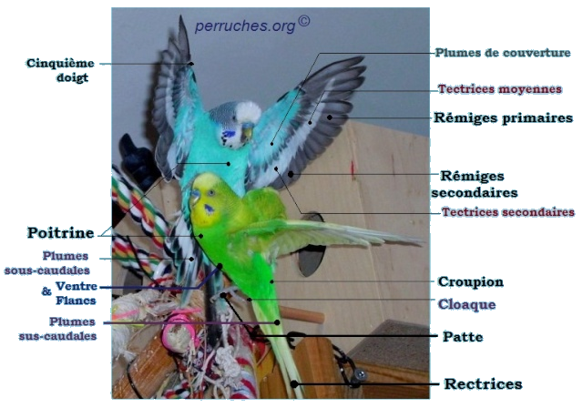 Anatomie et plumage de la perruche