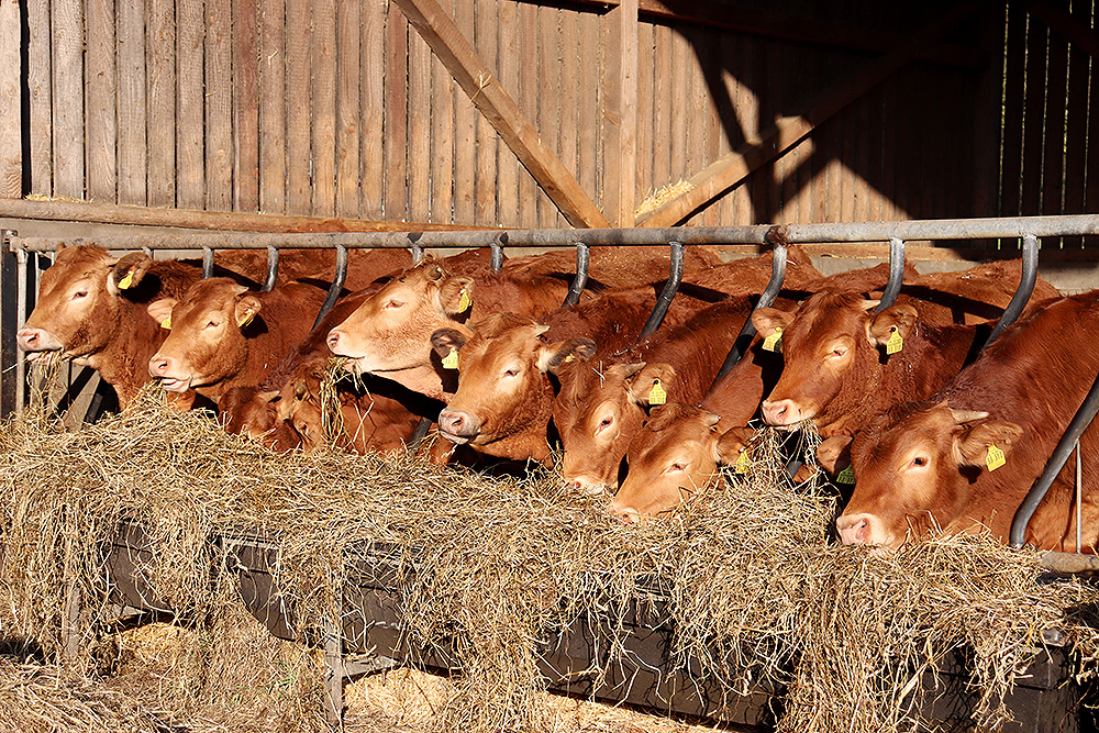 Landwirtschaft - Willkommen beim Keimbacher Hof in St. Wendel!