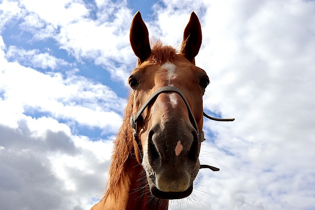 Pilgrim's Journey: Unveiling the Heart of "The Horse Whisperer"