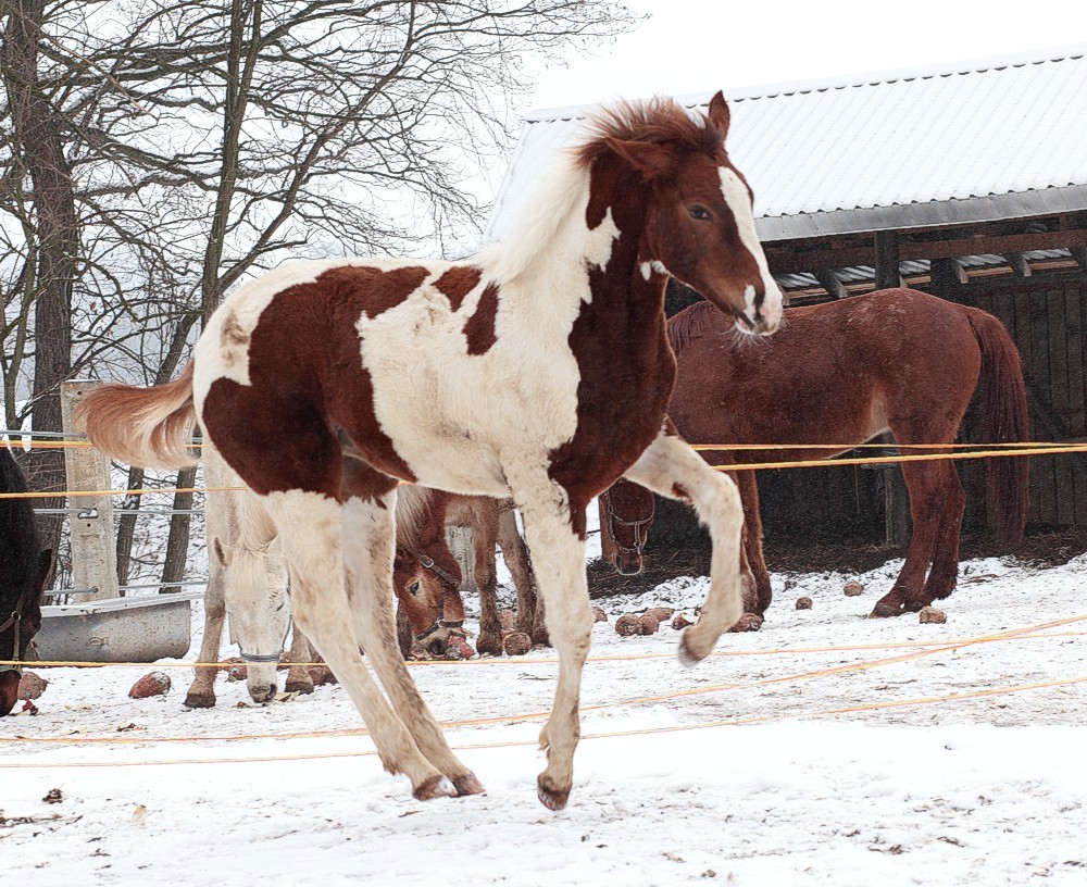 Winterpaddock