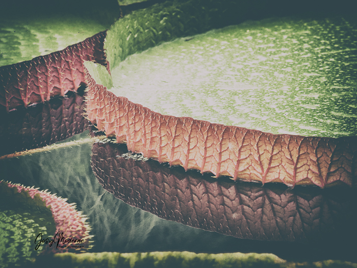 A21