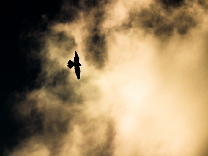 B27