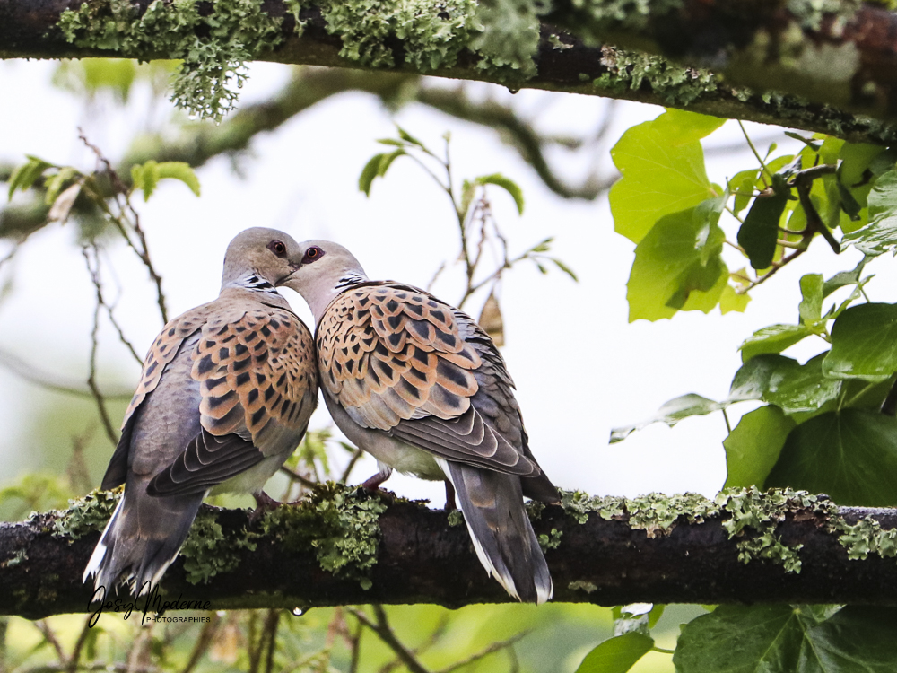 B28 - Festival 200 photographies pour la nature