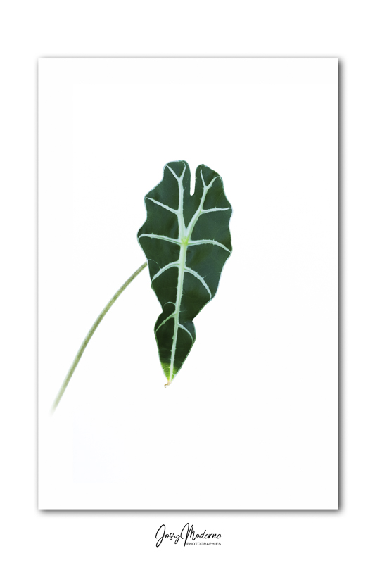 A8