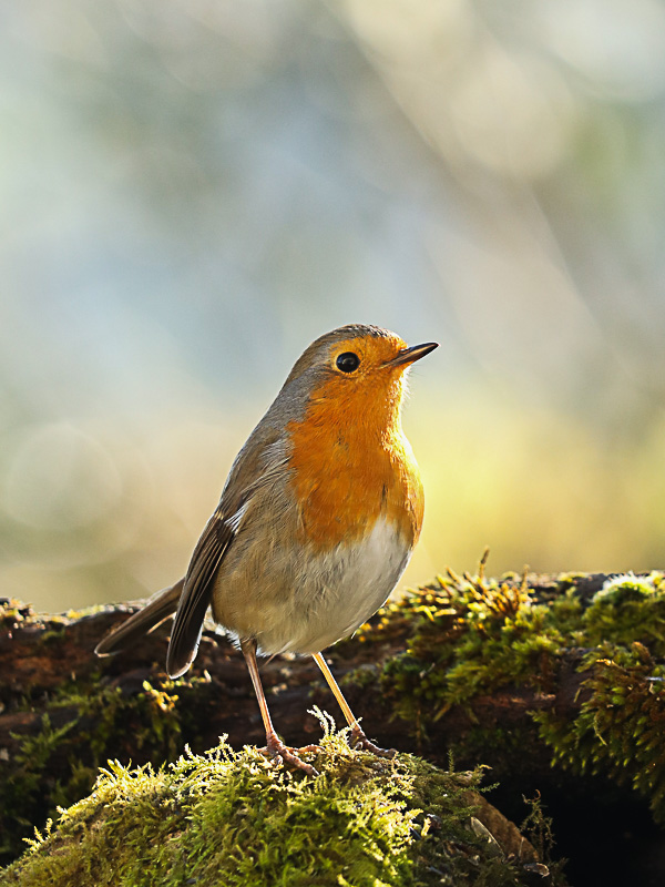 B8 - Festival 200 photographies pour la nature